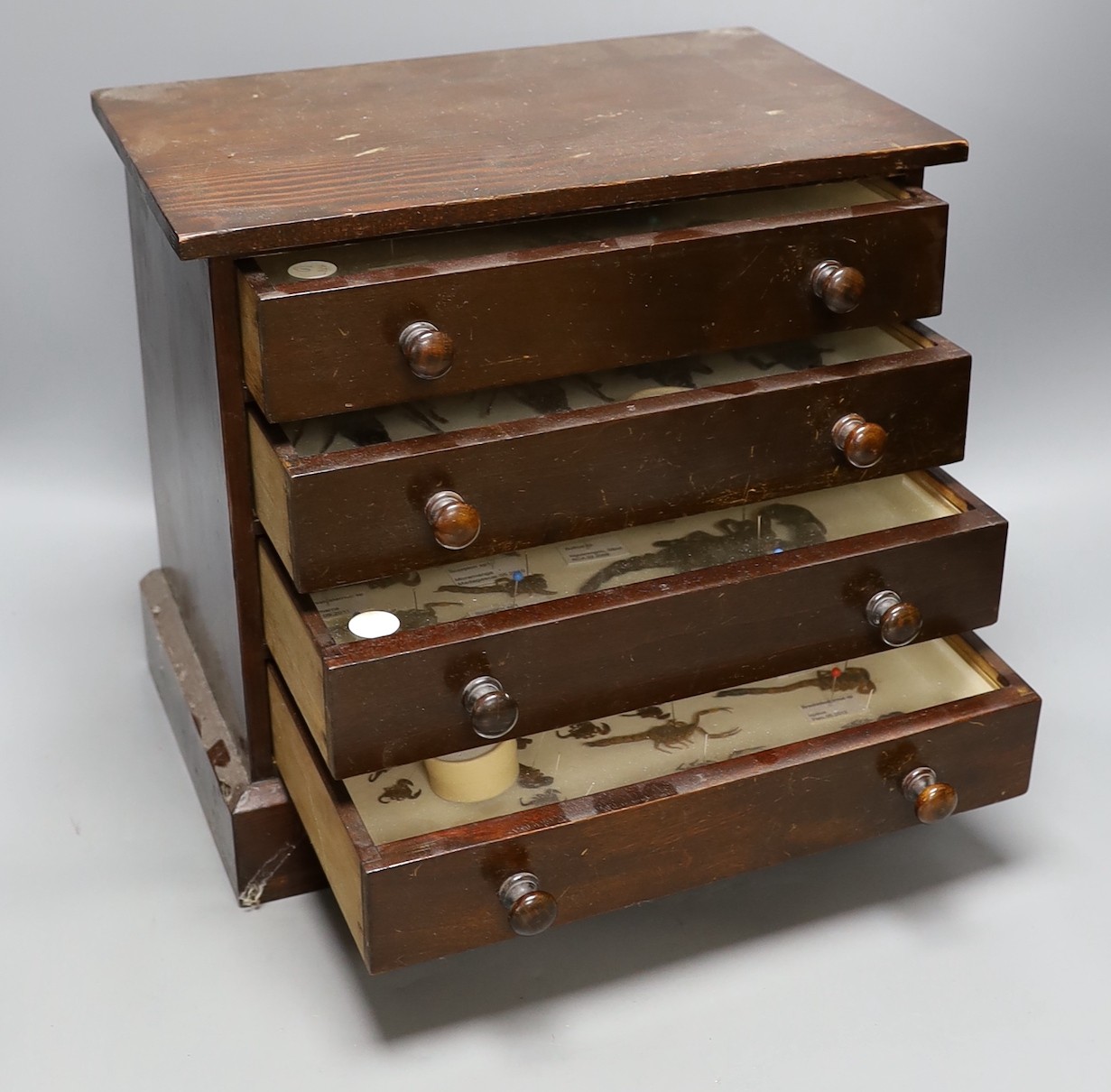 Entomology- a collection of scorpion specimens in a wood chest of four drawers, 30. 5 cm high, 33 cm wide, 21 cm deep